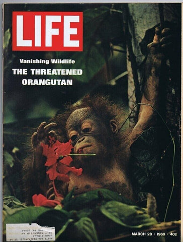 ORIGINAL Vintage Life Magazine March 28 1969 The Threatened Orangutan