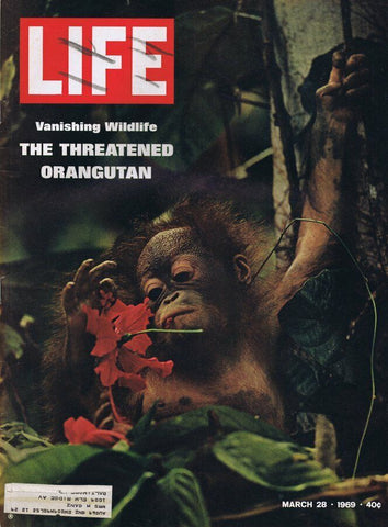 ORIGINAL Vintage Life Magazine March 28 1969 Threatened Orangutan