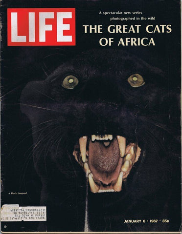 ORIGINAL Vintage Life Magazine January 6 1967 Great Cats of Africa