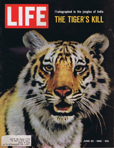 ORIGINAL Vintage Life Magazine June 25 1965 Tiger in India